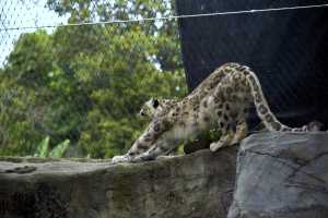 SNOW-LEOPARD-22NOV22(3)